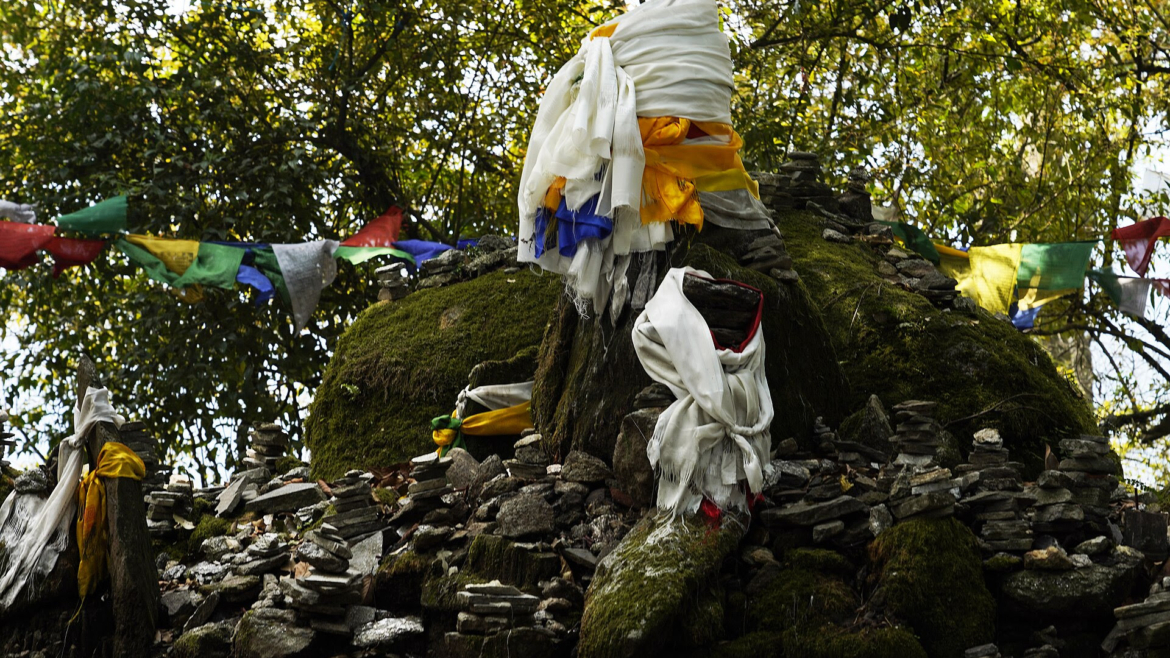 Sacred Groves Anchor Traditional Healing: Study