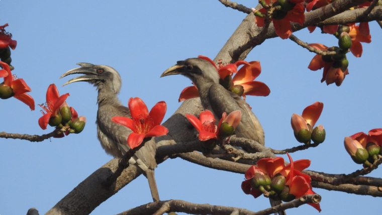 Hornbill birds on a tree